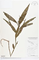 登錄號:BS04930藏品圖，第1張
