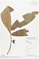 登錄號:BS04931藏品圖，第1張