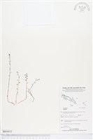 登錄號:BS04932藏品圖，第1張