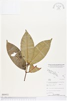 登錄號:BS04933藏品圖，第1張