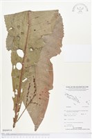 登錄號:BS04934藏品圖，第1張