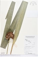 登錄號:BS04935藏品圖，第1張