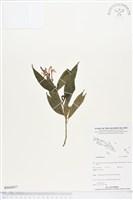 登錄號:BS04937藏品圖，第1張