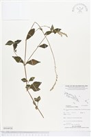 假川牛膝藏品圖，第1張