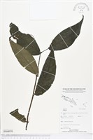 登錄號:BS04939藏品圖，第1張