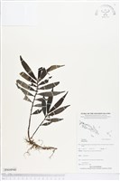登錄號:BS04940藏品圖，第1張