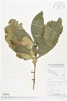 登錄號:BS04941藏品圖，第1張