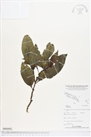 登錄號:BS04942藏品圖，第1張