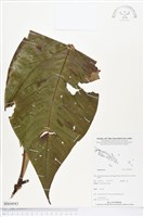 登錄號:BS04943藏品圖，第1張