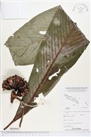登錄號:BS04945藏品圖，第1張