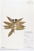 登錄號:BS04946藏品圖，第1張