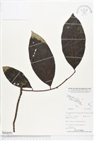 登錄號:BS04950藏品圖，第1張