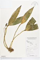 登錄號:BS04952藏品圖，第1張