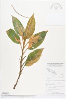 登錄號:BS04953藏品圖，第1張