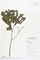 登錄號:BS04956藏品圖，第1張