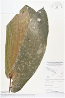 登錄號:BS04957藏品圖，第1張