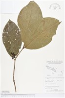 登錄號:BS04958藏品圖，第1張