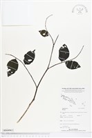 登錄號:BS04963藏品圖，第1張