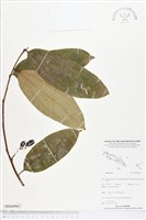 登錄號:BS04965藏品圖，第1張