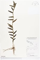 登錄號:BS04968藏品圖，第1張