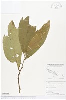 登錄號:BS04969藏品圖，第1張