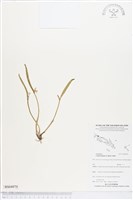 登錄號:BS04970藏品圖，第1張