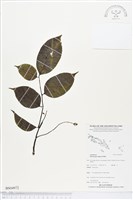 印度紫檀、青龍木藏品圖，第1張