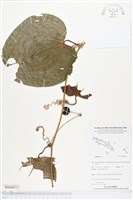 登錄號:BS04973藏品圖，第1張