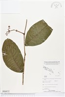 登錄號:BS04975藏品圖，第1張