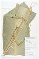 登錄號:BS04976藏品圖，第1張