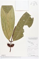 登錄號:BS04977藏品圖，第1張