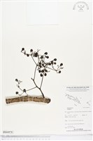 登錄號:BS04978藏品圖，第1張
