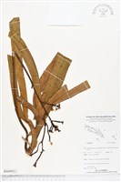 登錄號:BS04981藏品圖，第1張