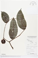 登錄號:BS04982藏品圖，第1張