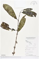 登錄號:BS04983藏品圖，第1張