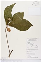 登錄號:BS04984藏品圖，第1張