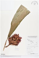 登錄號:BS04986藏品圖，第1張