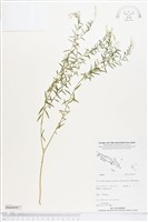 登錄號:BS04987藏品圖，第1張