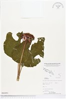 登錄號:BS04991藏品圖，第1張