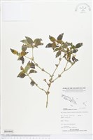 金腰箭藏品圖，第1張