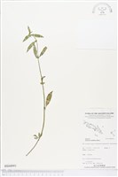 纖花耳草藏品圖，第1張