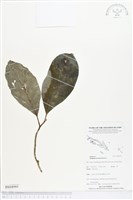 登錄號:BS04995藏品圖，第1張