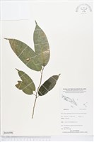 登錄號:BS04996藏品圖，第1張