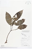 登錄號:BS05000藏品圖，第1張