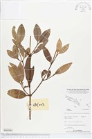 登錄號:BS05001藏品圖，第1張