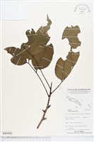 登錄號:BS05002藏品圖，第1張