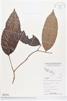 登錄號:BS05004藏品圖，第1張
