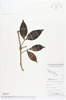 登錄號:BS05005藏品圖，第1張