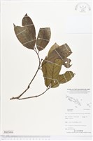 登錄號:BS05006藏品圖，第1張