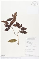 登錄號:BS05007藏品圖，第1張